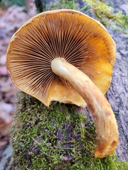 Pholiota aurivella