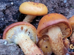 Pholiota aurivella