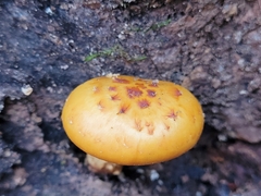 Pholiota aurivella