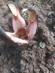 Hydnora abyssinica