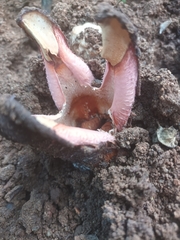 Hydnora abyssinica