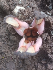 Hydnora abyssinica