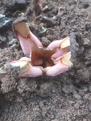 Hydnora abyssinica