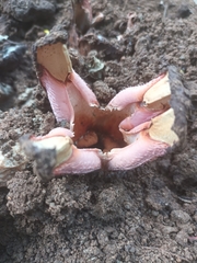 Hydnora abyssinica