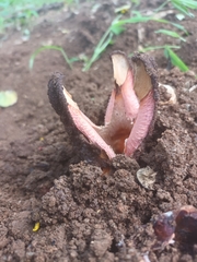 Hydnora abyssinica