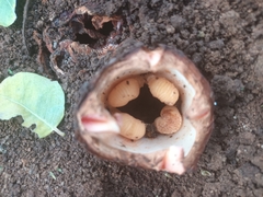 Hydnora abyssinica
