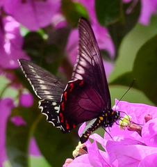 Battus polystictus
