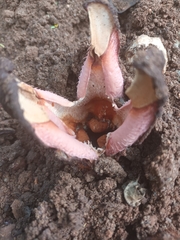 Hydnora abyssinica
