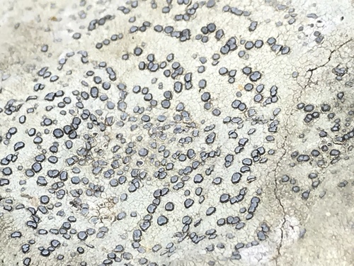 Smokey-eyed Boulder Lichen