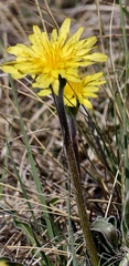 Nothocalais cuspidata