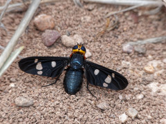 Hyperalonia morio morio