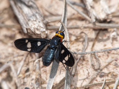 Hyperalonia morio morio