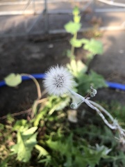 Asteraceae