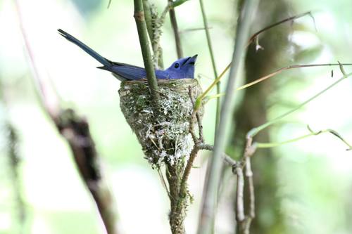 Black-naped Monarch (Birds of Myanmar (Burma)) · iNaturalist