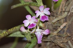 Aerides maculosa