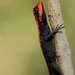 Roux's Forest Lizard - Photo (c) Pravin V Vishe, some rights reserved (CC BY-NC), uploaded by Pravin V Vishe