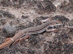 Longtail Whiptail photo 3
