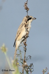 Lanius isabellinus