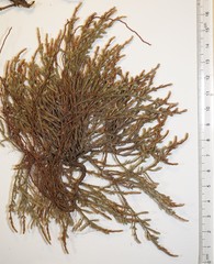 Hudsonia ericoides