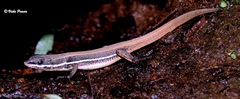 Ophisops beddomei
