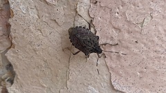 Halyomorpha halys