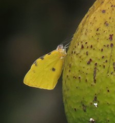 Hesperocharis crocea idiotica