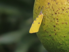 Hesperocharis crocea idiotica