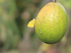 Hesperocharis crocea idiotica