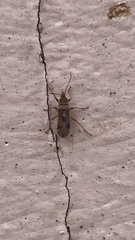 Belonochilus numenius