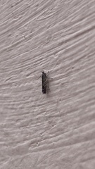 Macrosaccus robiniella