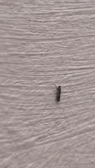 Macrosaccus robiniella