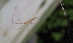 Tetragnatha caudata