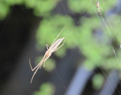 Tetragnatha caudata