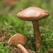Peppery Bolete - Photo (c) Jörg Hempel, some rights reserved (CC BY-SA)