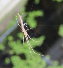Tetragnatha caudata