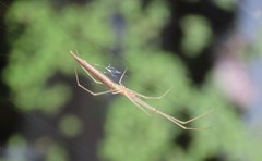 Tetragnatha caudata