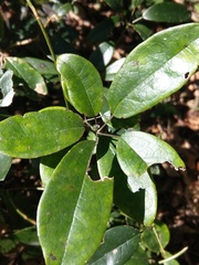 Lardizabalaceae