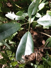 Lardizabalaceae
