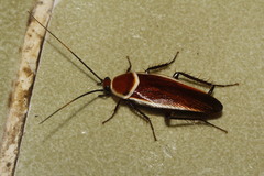 Pseudomops septentrionalis