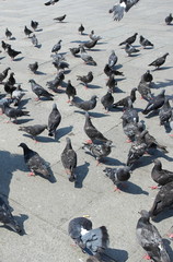 Columba livia domestica
