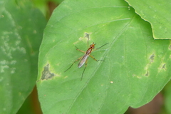 Telostylus