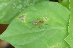 Telostylus