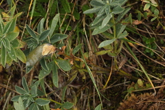 Thermopsis alpina
