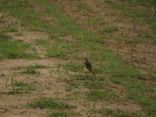 Pampas Pipit (Anthus chacoensis)