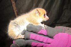 Microcebus rufus
