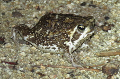 Breviceps passmorei