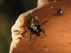 Cypherotylus annulipes