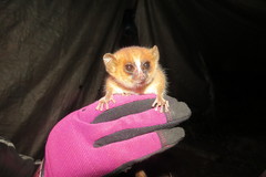 Microcebus rufus