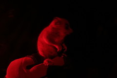 Microcebus rufus