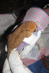 Microcebus rufus